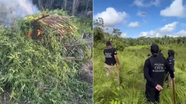 Polícia Civil localiza e destrói cerca de 10 mil pés de maconha na baixada maranhense