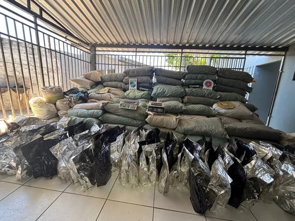 Plantação de maconha no Sul do Piauí tinha mais de 1,5 tonelada com destino ao Sudeste