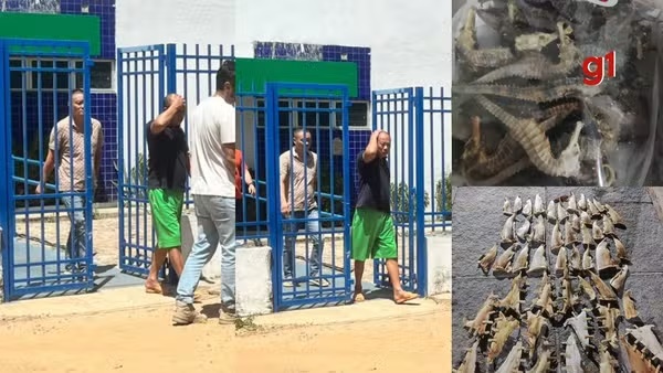 PF investiga se empresa de chineses no PI era fachada para enviar barbatanas de tubarão e cavalos-marinhos como eletrônicos para SP