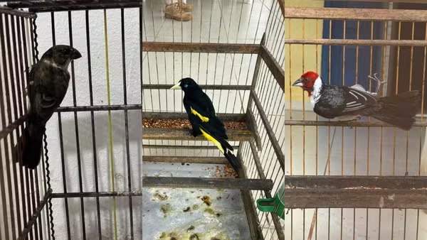 Operação da PRF apreende 27 animais silvestres e prende 14 pessoas por crimes contra o meio ambiente no MA