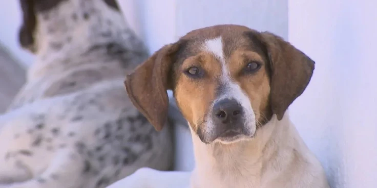 Imperatriz registra 6 casos de calazar humano e mais de 500 cães infectados