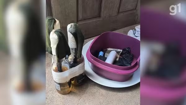 Jovem é preso e adolescentes são apreendidos suspeitos de planejar ataques com coquetéis molotov no MA