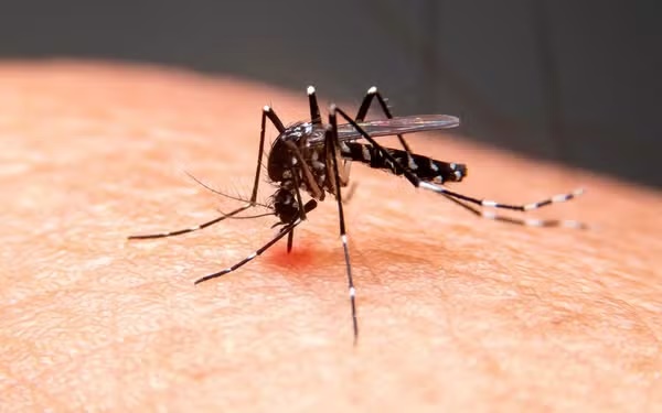 Mulher de 49 anos morre vítima de dengue em Teresina