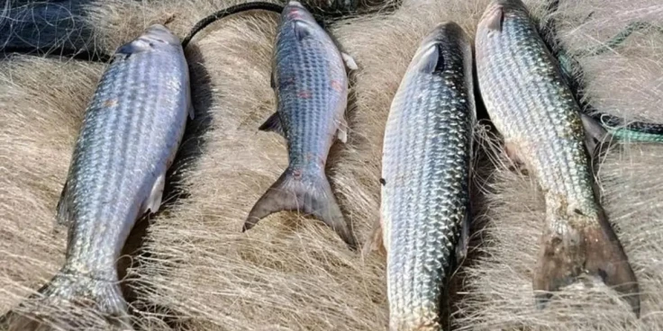 Pesca de tainha é suspensa após aproximação do limite autorizado