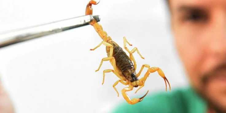 Crianças são mais vulneráveis a envenenamento por picada de escorpião